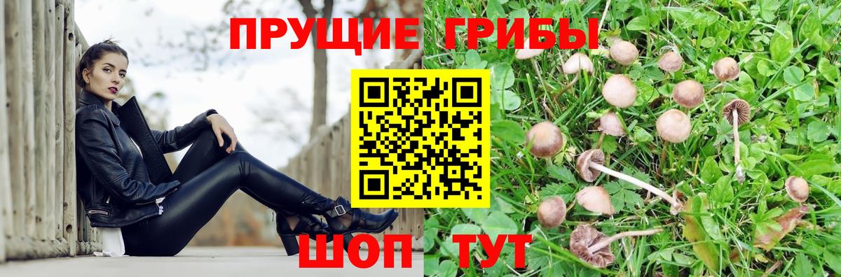 Галлюциногенные грибы GOLDEN TEACHER Ахтубинск